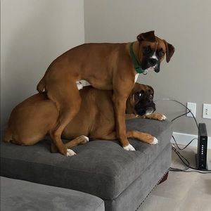 Meet your Posher, Jose